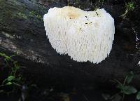 Hericium erinaceus image