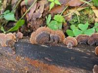 Trametes versicolor image