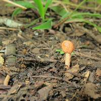 Ophiocordyceps gracilioides image