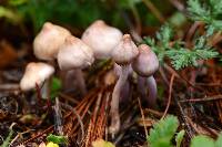 Inocybe geophylla image