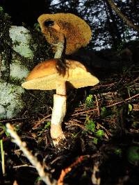 Suillus luteus image