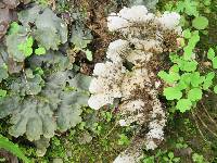 Peltigera polydactylon image