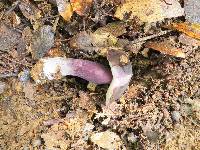 Tylopilus plumbeoviolaceus image