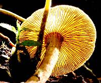 Psilocybe neoxalapensis image
