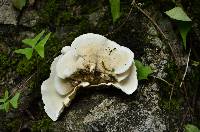 Trametes pavonia image