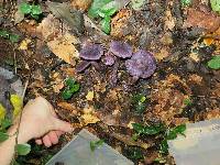 Cortinarius violaceus image