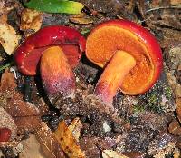 Boletus dupainii image