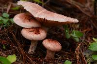 Hygrophorus russula image