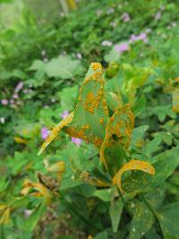 Puccinia oxalidis image