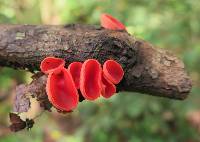 Sarcoscypha coccinea image