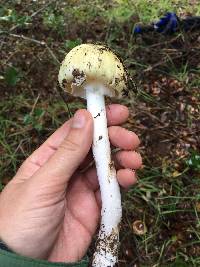 Amanita phalloides image