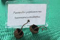 Panaeolus papilionaceus image