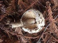 Chlorophyllum brunneum image