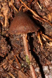 Psilocybe heimii image