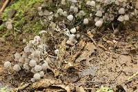 Coprinellus disseminatus image