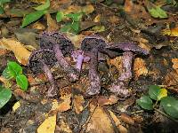 Cortinarius violaceus image