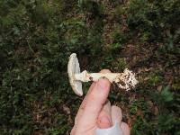 Amanita brunnescens image