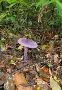 Cortinarius violaceus image