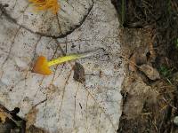 Hygrocybe singeri image