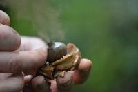 Geastrum saccatum image