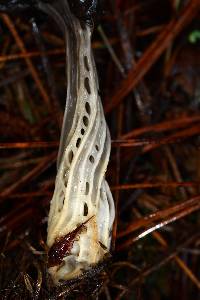 Helvella lacunosa image