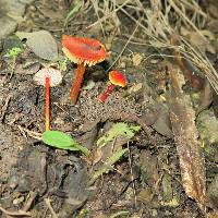 Hygrocybe conica image