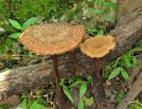 Lentinus velutinus image