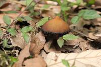 Psilocybe subtropicalis image