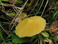 Entoloma murrayi image