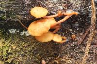 Gymnopilus picreus image