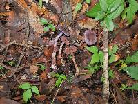 Cortinarius anomalus image