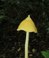 Entoloma murrayi image