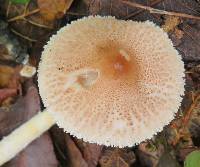 Lepiota clypeolaria image