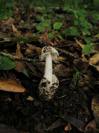 Amanita tuza image