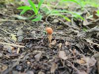 Ophiocordyceps gracilioides image