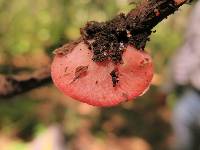 Sarcoscypha occidentalis image