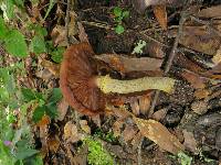 Armillaria mellea image