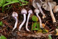 Inocybe geophylla var. lilacina image