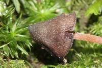 Psilocybe neoxalapensis image