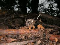 Xylaria liquidambaris image