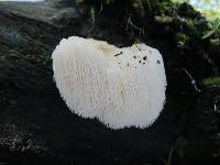 Hericium erinaceus image