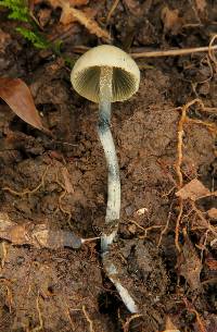 Panaeolus cyanescens image