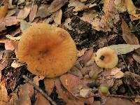 Russula foetens image