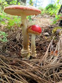 Amanita muscaria subsp. flavivolvata image