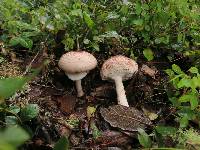 Agaricus subrutilescens image