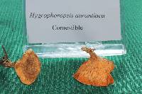 Hygrophoropsis aurantiaca image