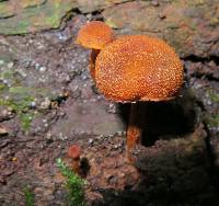 Pholiota granulosa image