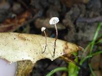 Marasmius quercophilus image