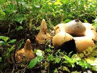 Geastrum saccatum image