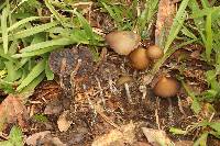 Psilocybe subtropicalis image